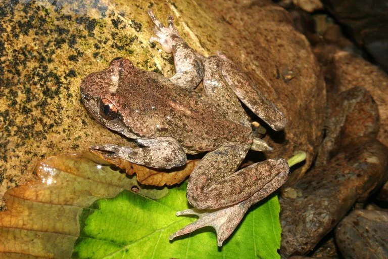 Photo of adult coastal tailed frog by William Flaxington