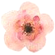 Flower_1.png