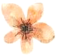 Flower_3.png