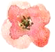 Flower_2.png