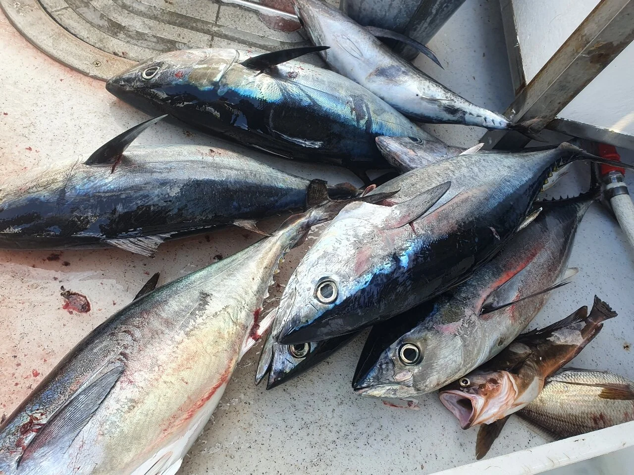 FLY FISHING GUIDES AND SALTWATER FISHING CHARTERS