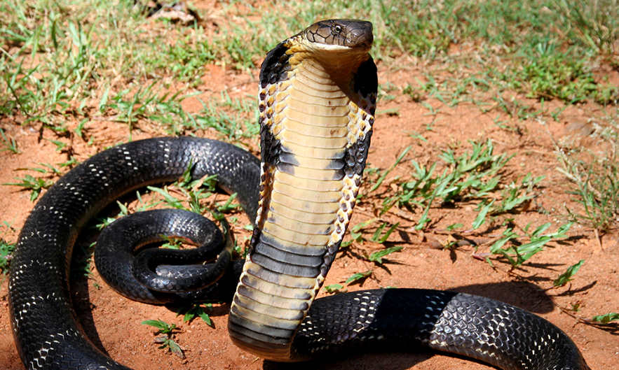 This weeks challenge is based on Bassai Dai symbolised by the Cobra