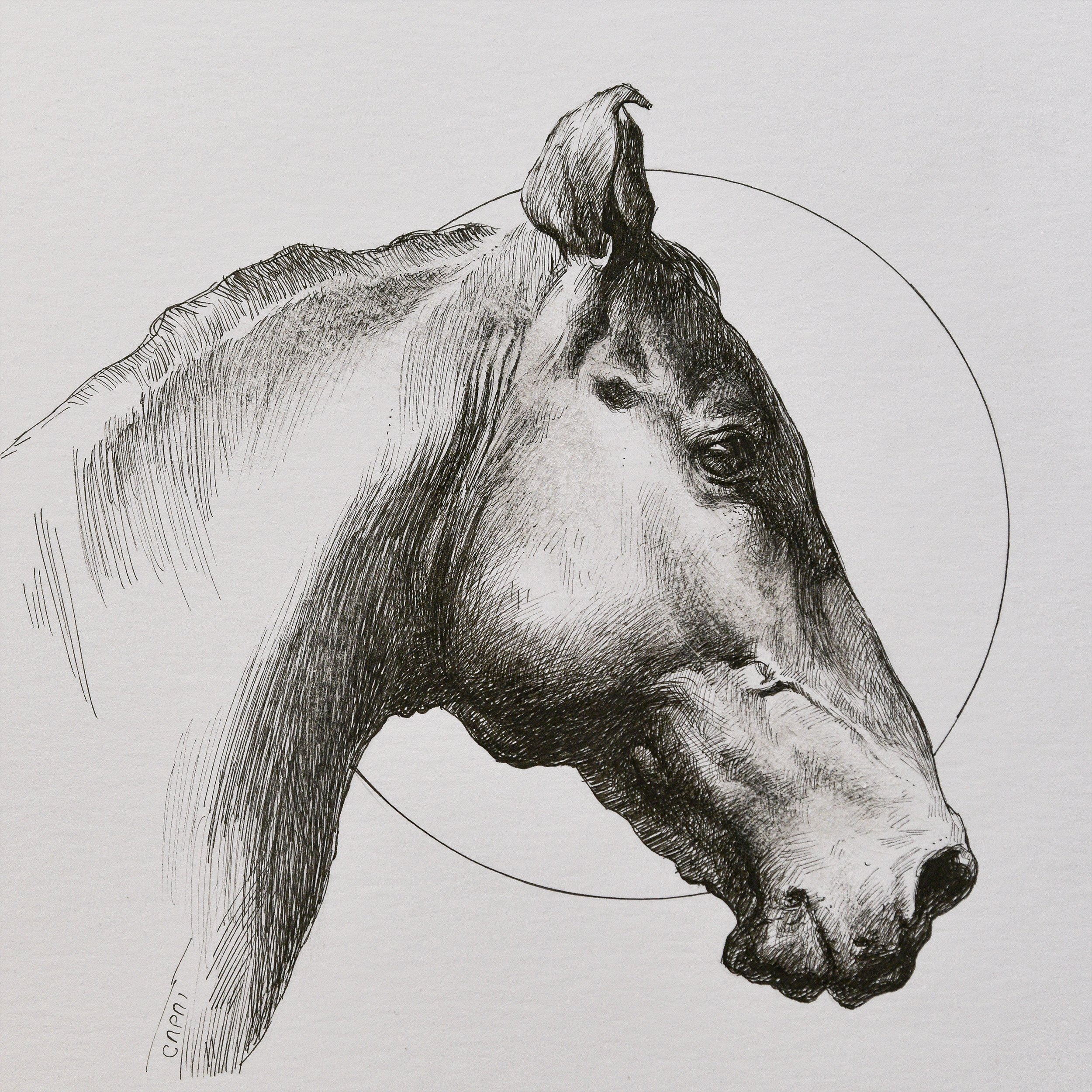 square_new_horse1.jpg