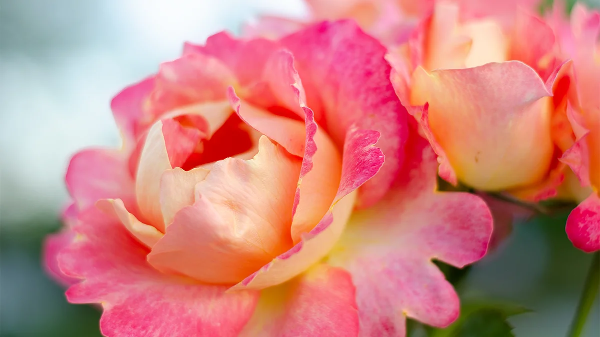 Rose.jpg