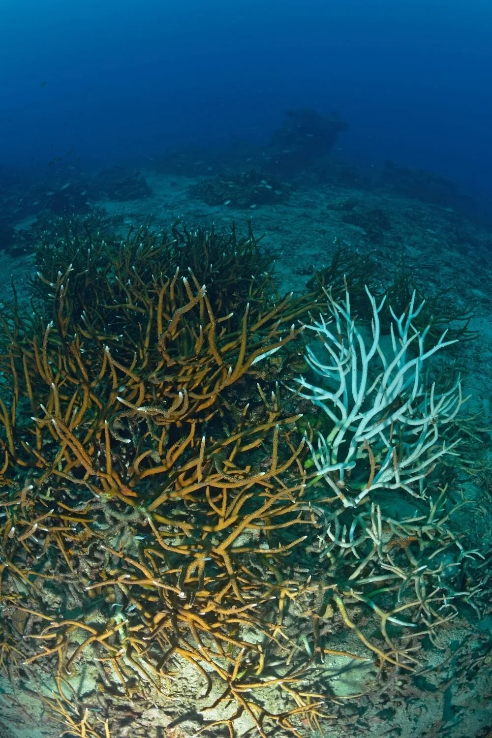 octocrylene coral reef