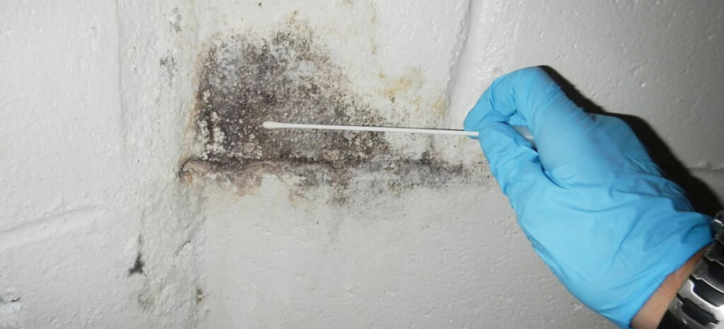 Black Mold Inspection Near Me