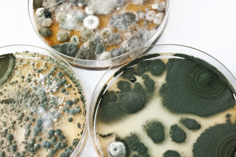 Importance of Mold Test Results and Mold Inspection 