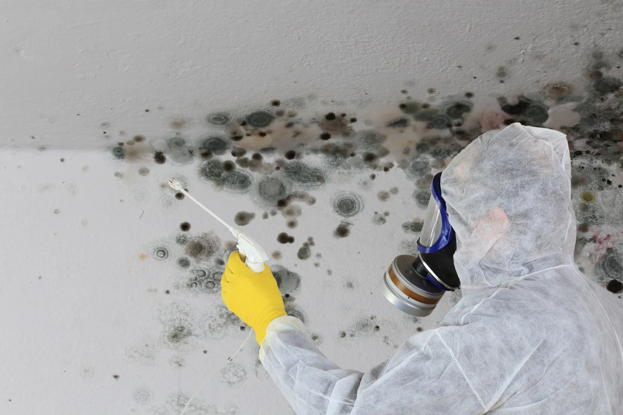 Mold Inspections - What You Need to Know