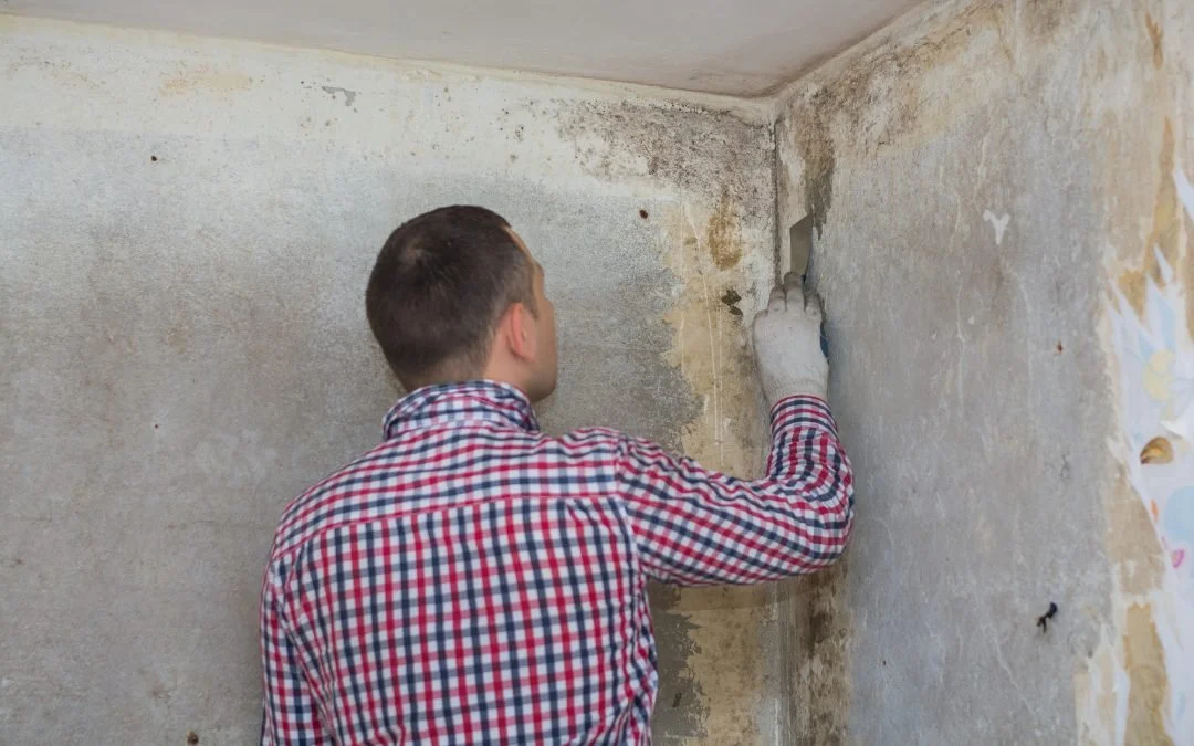 Who to Call for Professional Mold Inspection Services?