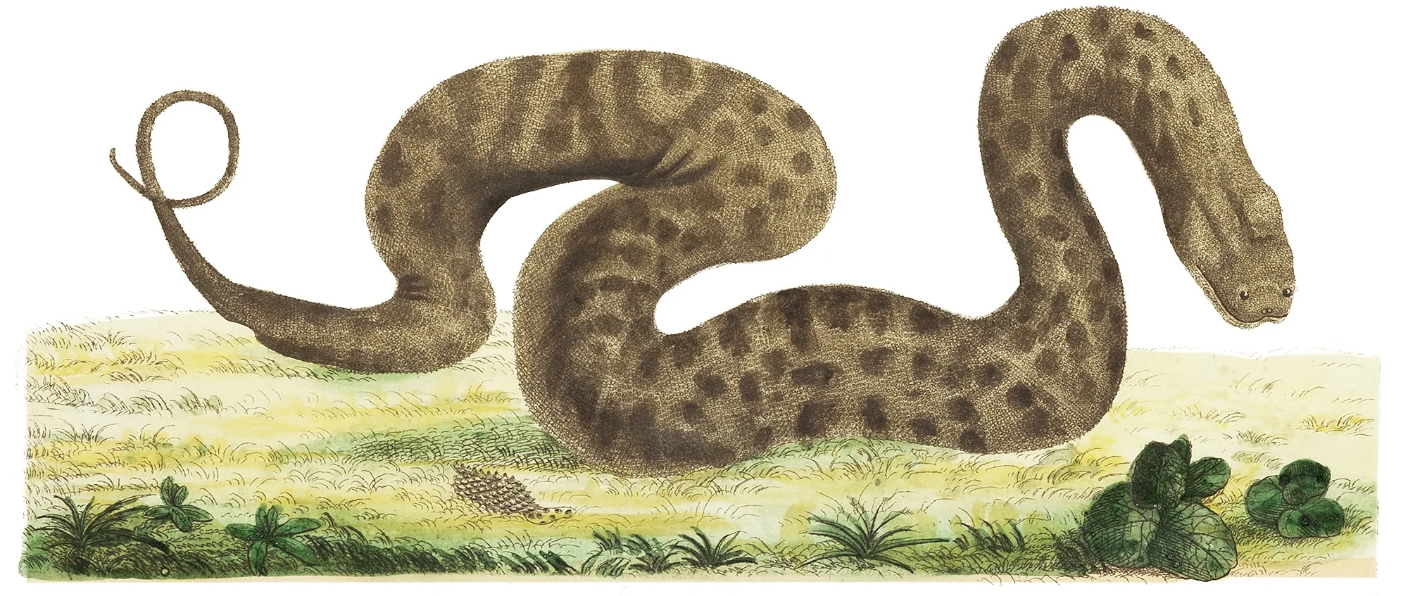 snake small.jpg