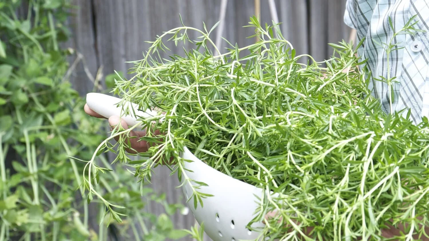 In Search of Our Gardens Memphis Blogger and Memphis Wellness Blogger shares 5 herbs you can grow indoors