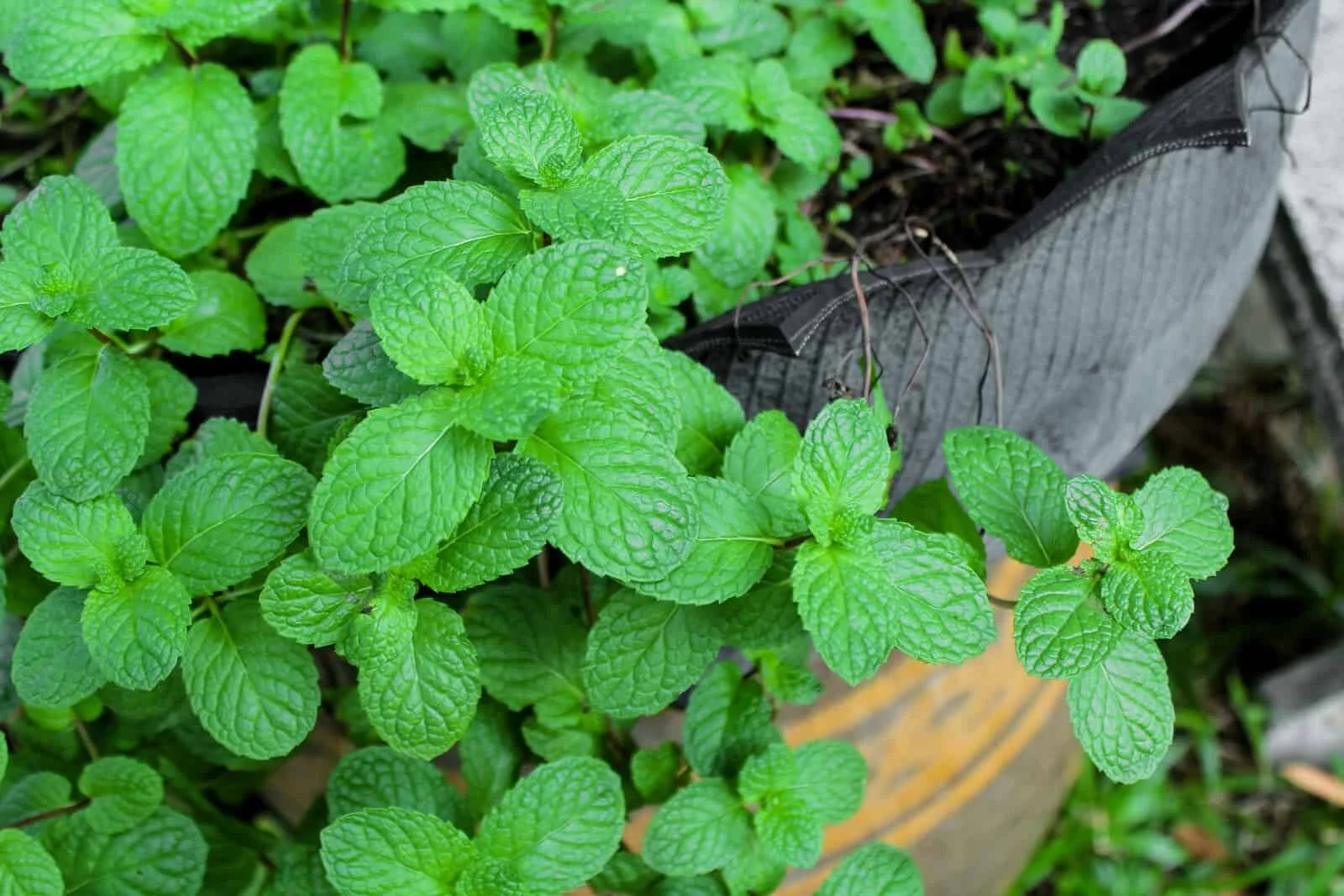 In Search of Our Gardens Memphis Blogger and Memphis Wellness Blogger shares 5 herbs you can grow indoors