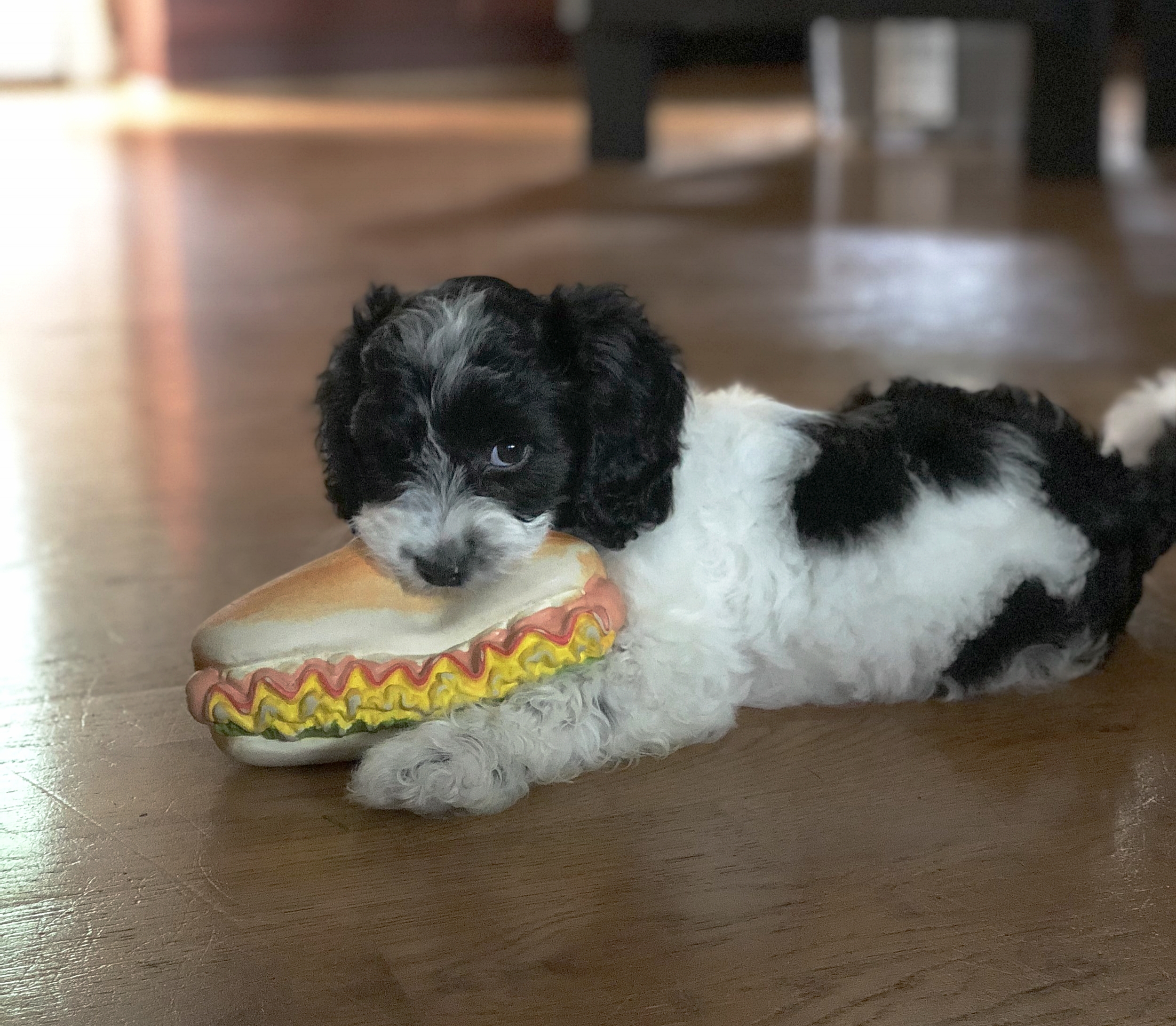 cockapoo potty training