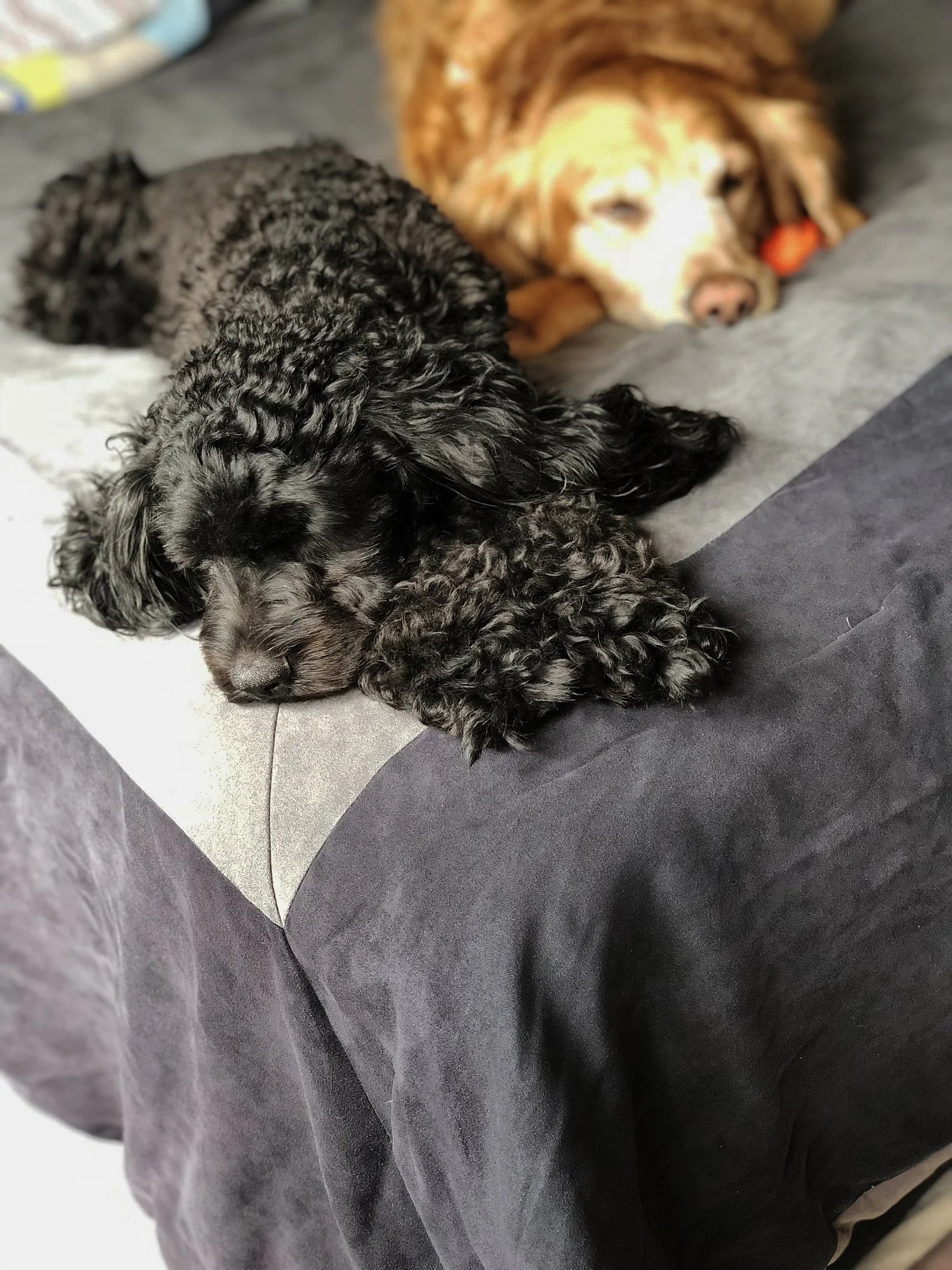 how to crate train a cockapoo