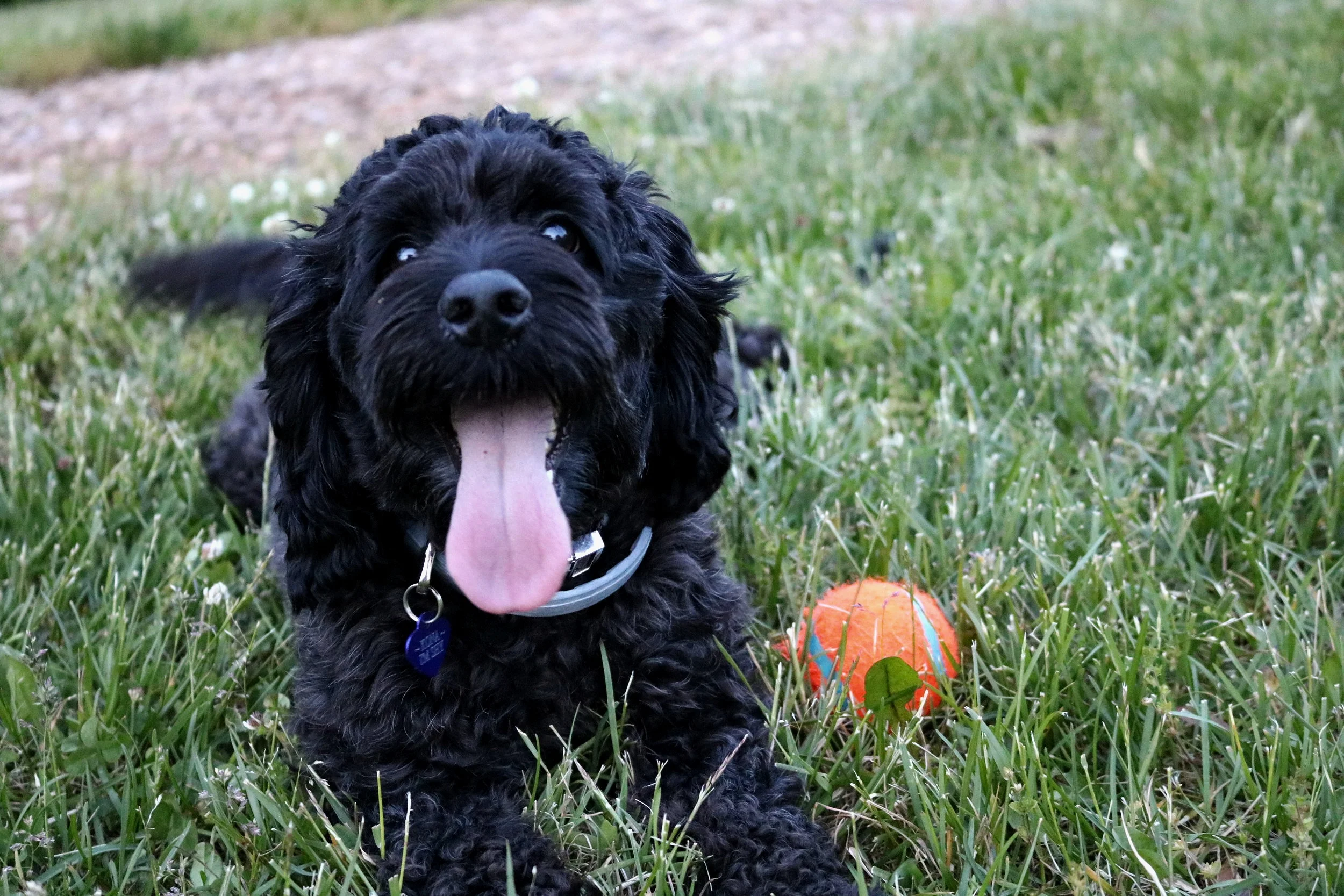 tuxedo cockapoo