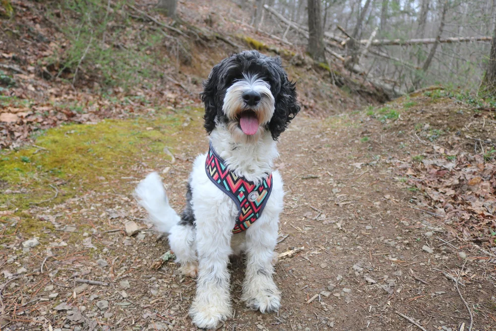 Atlas Puppies Max The Maxi Cockapoo