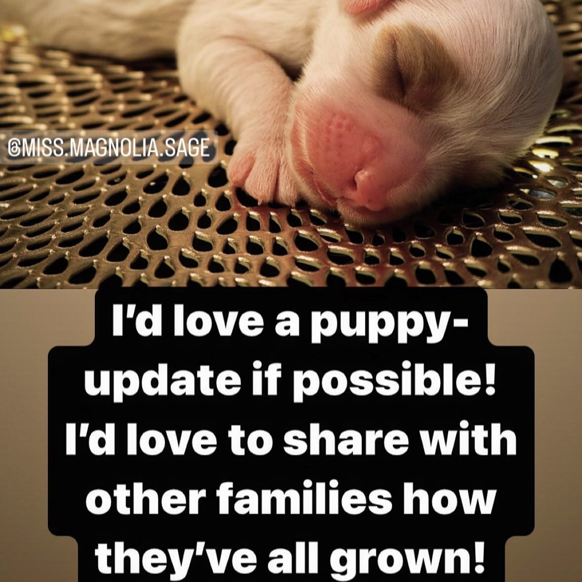 🐶 Calling for a puppy-update from past families! I&rsquo;d love to share with everyone how they&rsquo;ve grown. If you&rsquo;d like, I&rsquo;ll also share an approximate location for each family so they can arrange playdates if they&rsquo;d like (ie