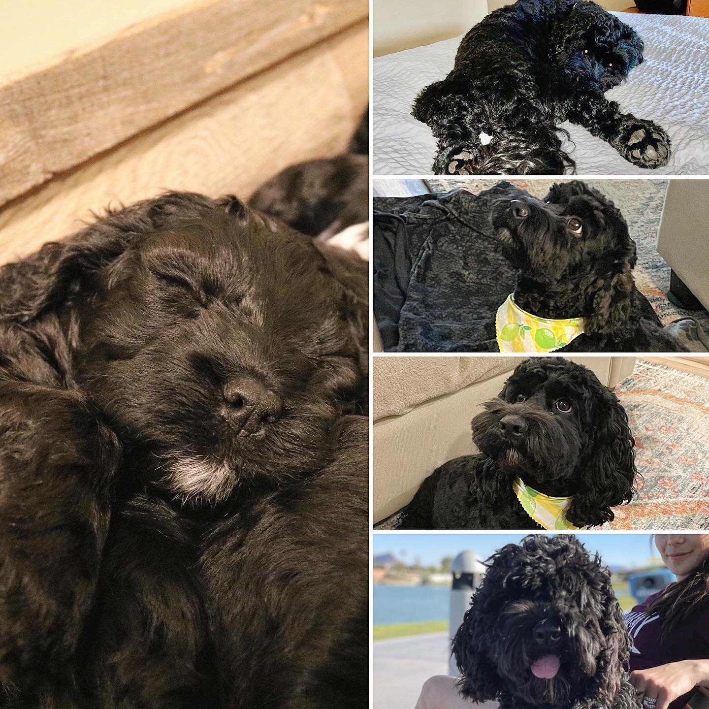 🖤 &ldquo;Spike&rdquo; from Kona&rsquo;s 2021 litter, all grown up as Shadow! He&rsquo;s such a mini-Kona 😍 Here&rsquo;s an update from Shadows mom:

&ldquo;Shadow is the sweetest little boy, the only thing that he likes more than snuggles with his 