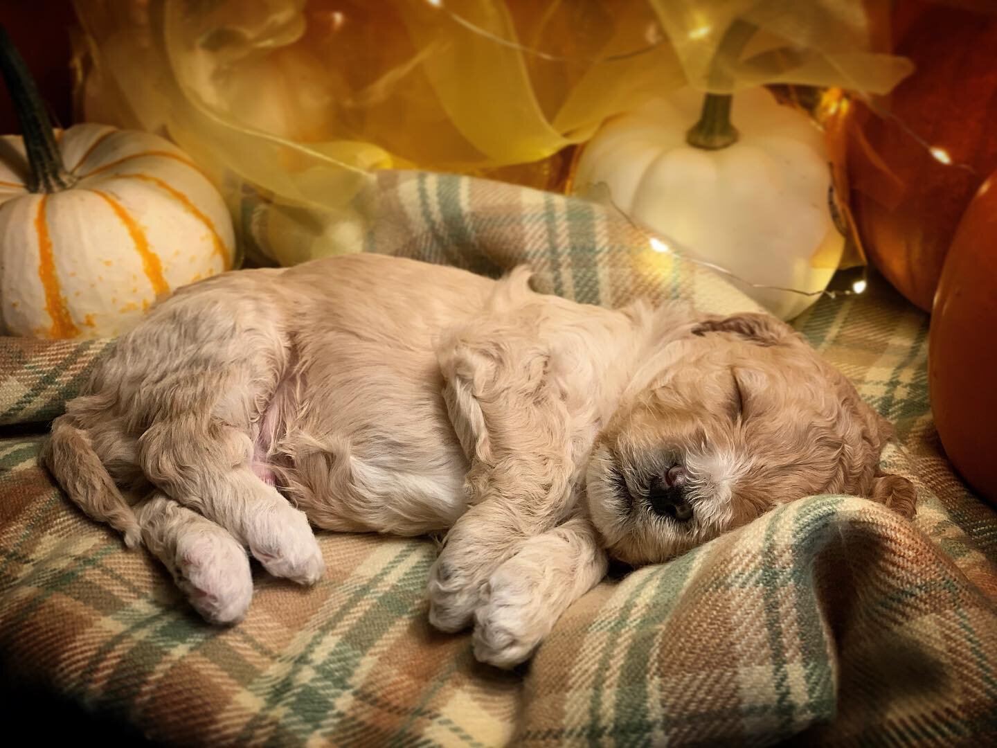 🤍Puppy Update on &ldquo;Gravy&rdquo; from Kona&rsquo;s 2020 litter. He was the biggest boy in the litter and such a friendly puppy! He&rsquo;s now Percy (@percival.the.cockapoo ) and loving life near Charlottesville, VA. Here&rsquo;s a bit from his 