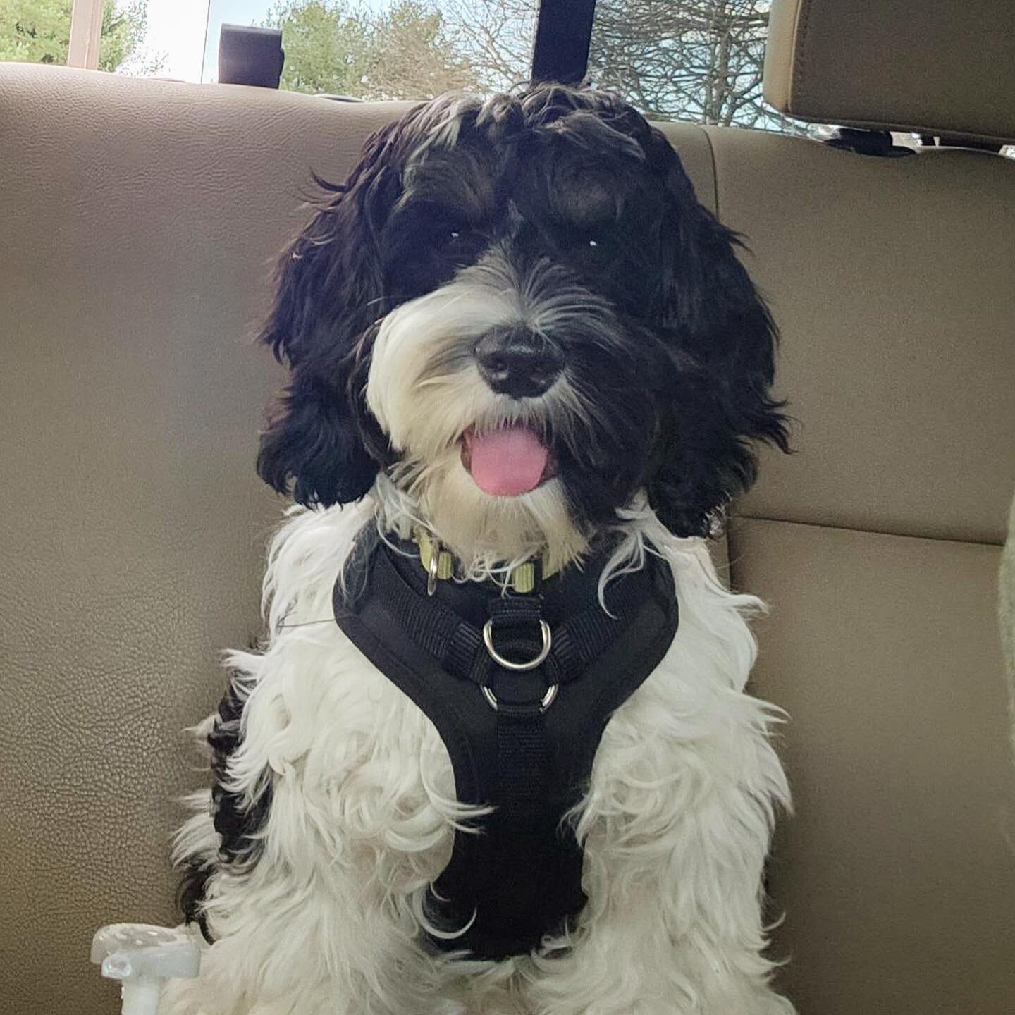 ❤️Puppy Update: Leo from Max&rsquo;s Zodiac litter is now Rooster! He&rsquo;s doing great, and a very happy boy! He loves playing with his neighbor and half-brother @percival.the.cockapoo ! You can keep up with Rooster here: @rooster_thecockadoodle