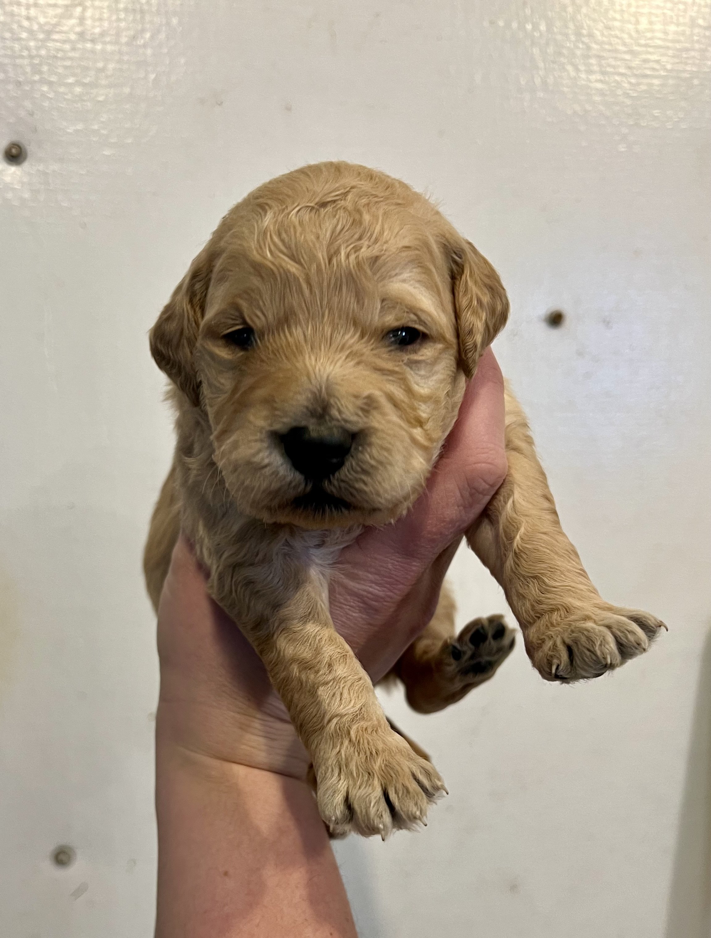Cream hotsell goldendoodle puppy