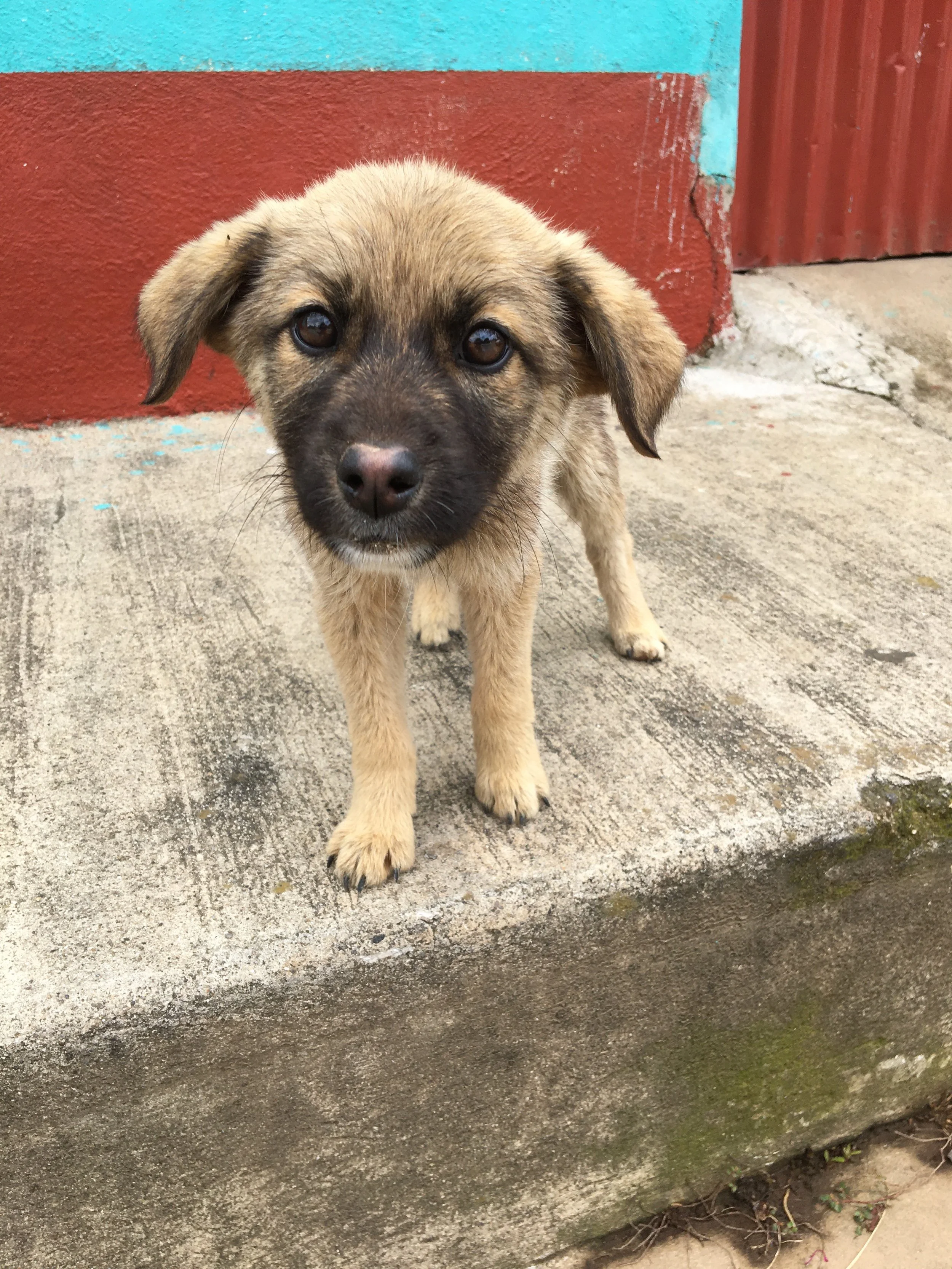 Glimpses of Grace - A Puppy