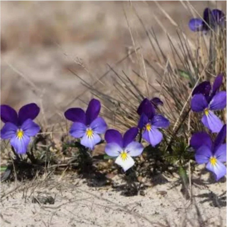 wild pansy serum 2.jpg