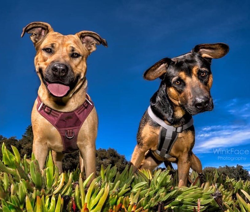 Last week I had the great pleasure of meeting and photographing these two adorable pups Nala and Rascal! Both were found as strays in Texas and are  currently available for adoption through @shadowsfund What can I tell you about these 2 happy go luck