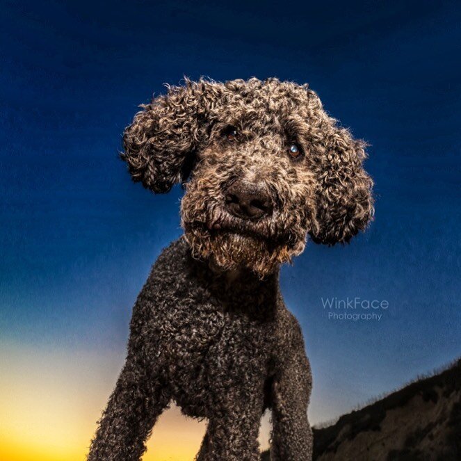 Heaven recently welcomed an adorable muppet angel. If anyone was deserving of those wings it&rsquo;s Ronan the 14 year old labradoodle. This gentle soul brought so much joy to anyone that had the pleasure of meeting him.  You could not look into thos