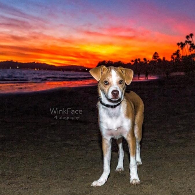 To my wonderful husband Kyle, Happy Birthday! To everyone else Happy Friday and may there be more sunsets like this in your future this weekend! To Bochy the most adorable puppy ever, I miss your sweet face and thank you for letting me photograph you