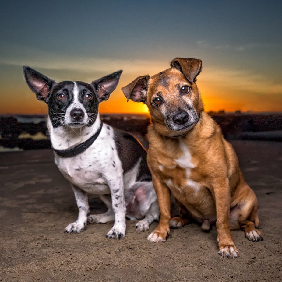 Here is another of my recent session with Hugo and Chug- aka &ldquo;the Dynamic Duo&rdquo;. ❤️