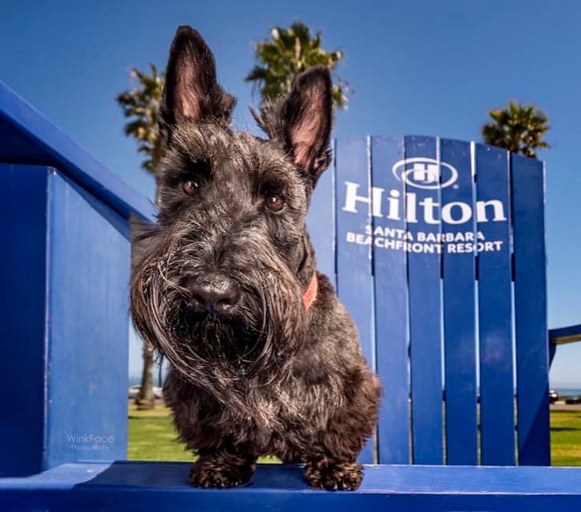 Franklin, the Director of Pet Services is here to let you know that @hiltonsantabarbararesort is not only pet-friendly, but your dog can be a Doggone VIP with all the pawesome amenities catered to your pooch! You can enjoy the beautiful accommodation