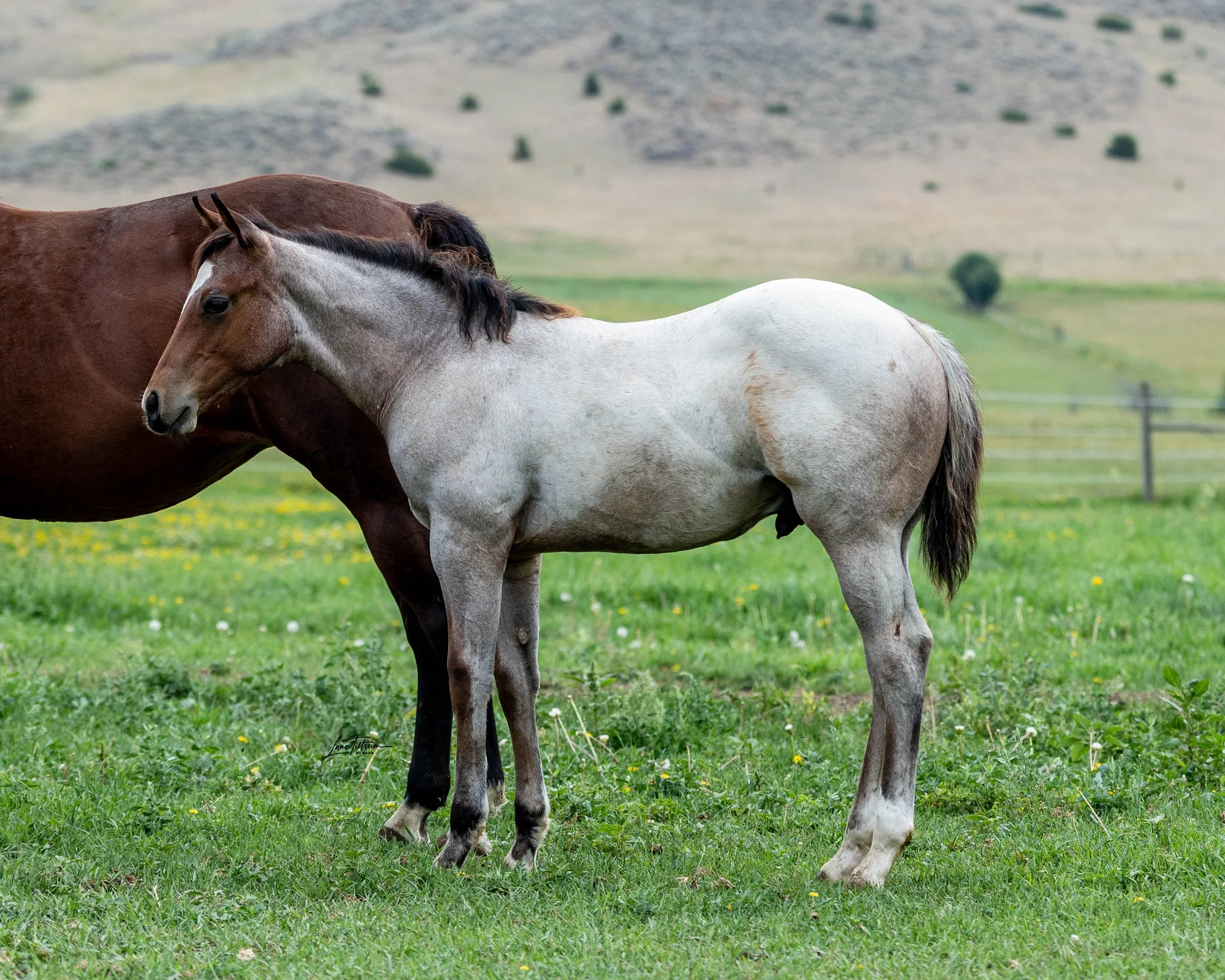 TILT1239-Edit.jpg