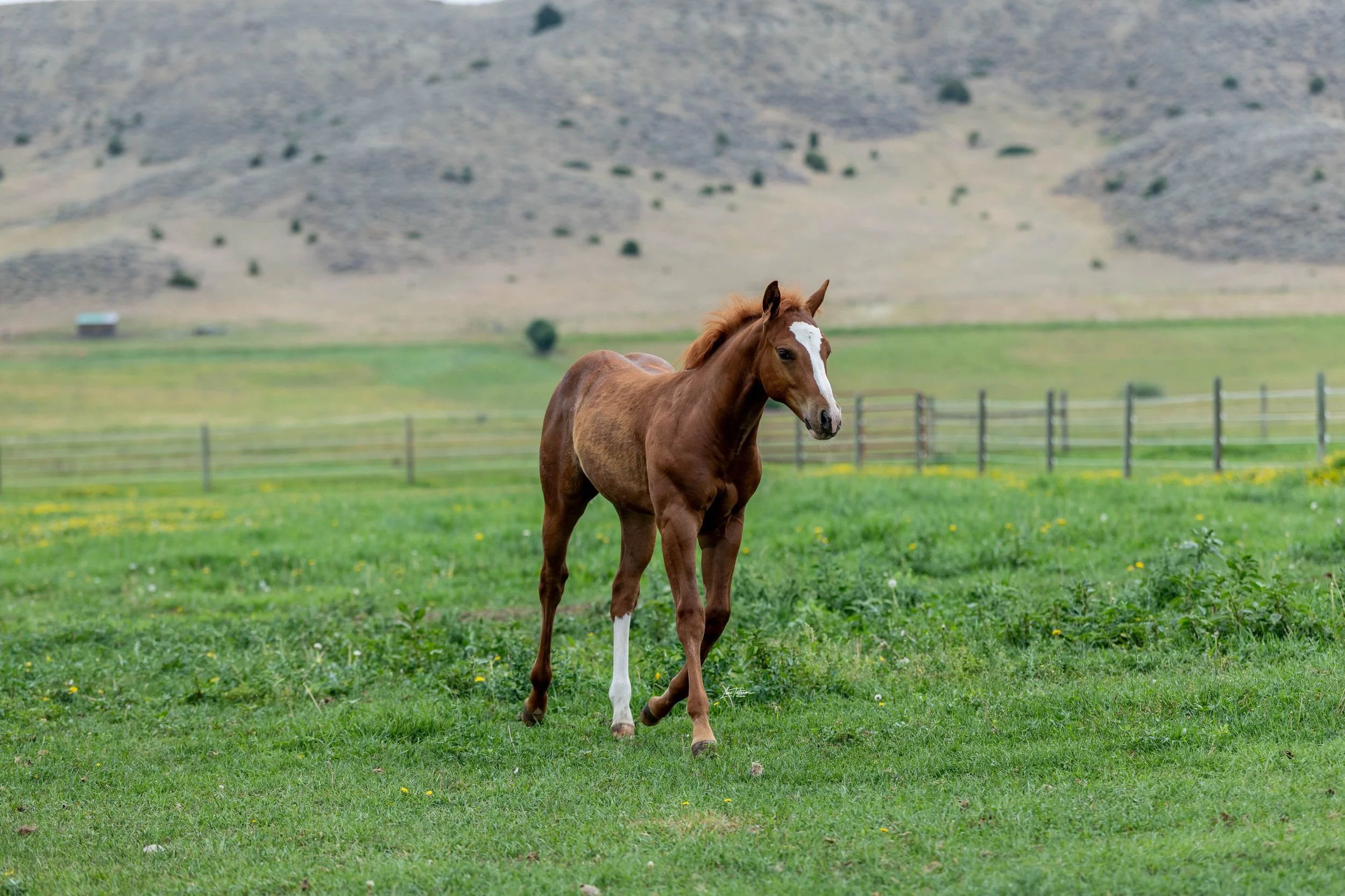 TILT1260-Edit.jpg