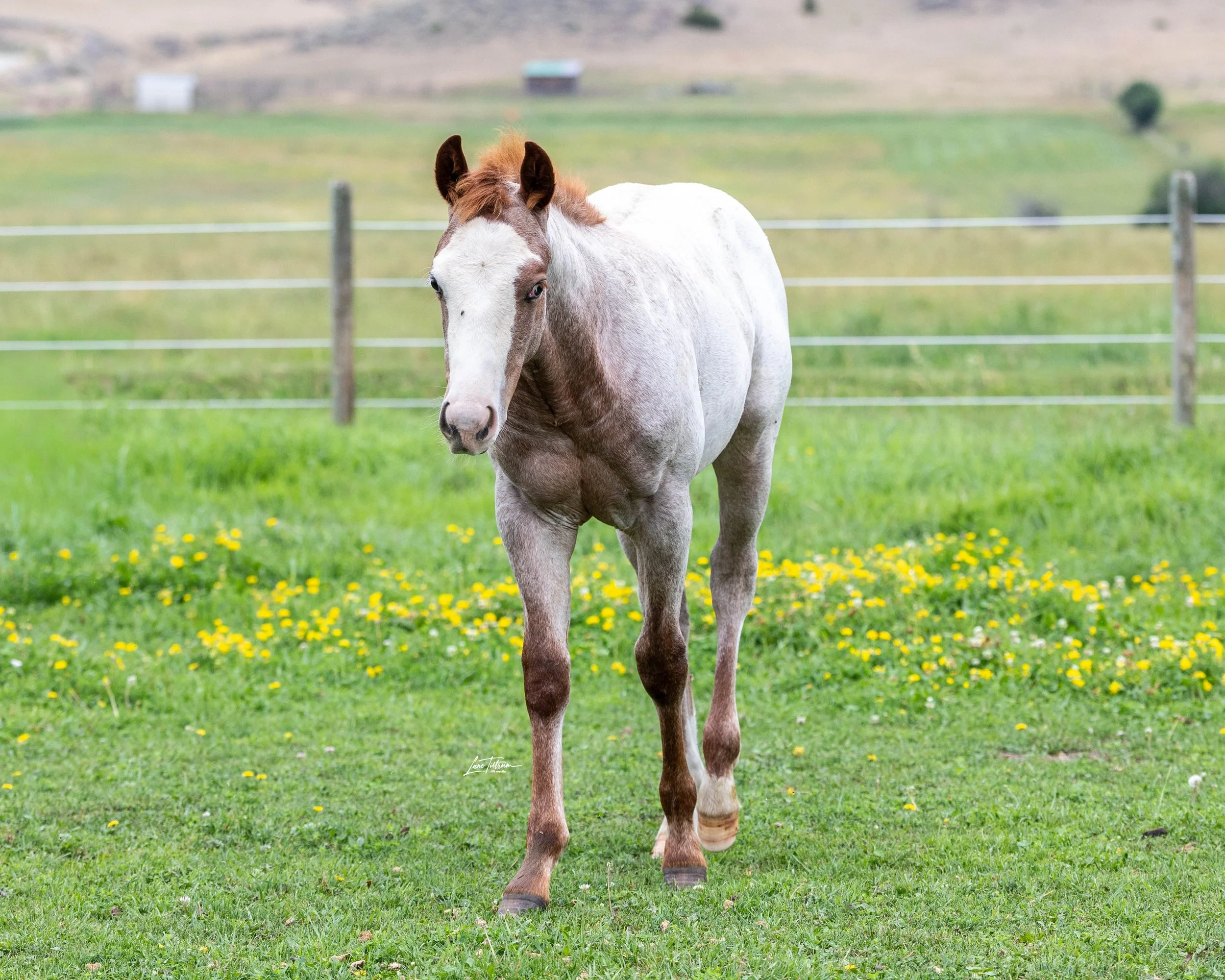 TILT0942-Edit.jpg