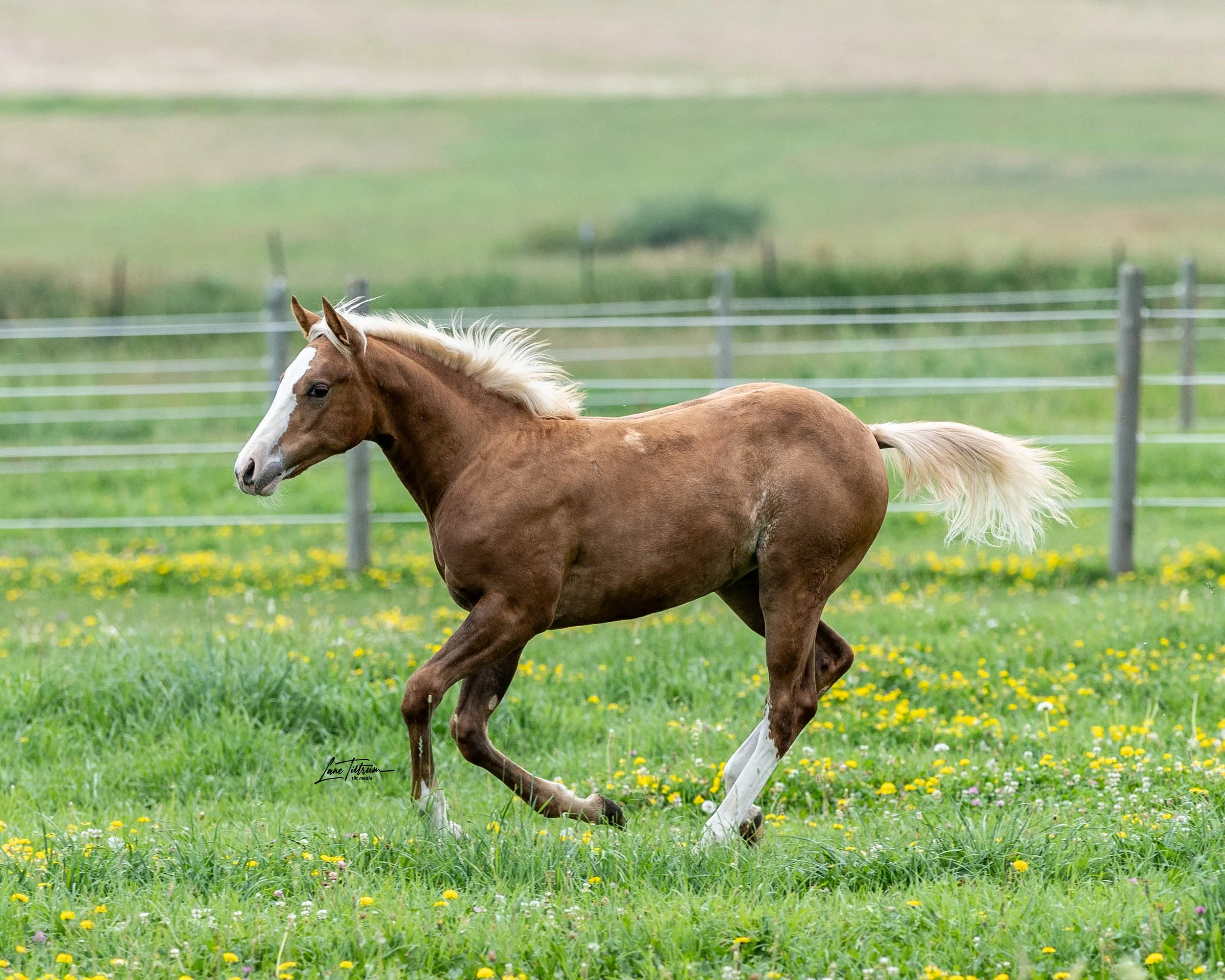 TILT1172-Edit.jpg