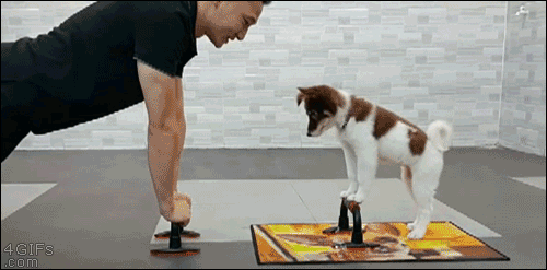 pet workout.gif