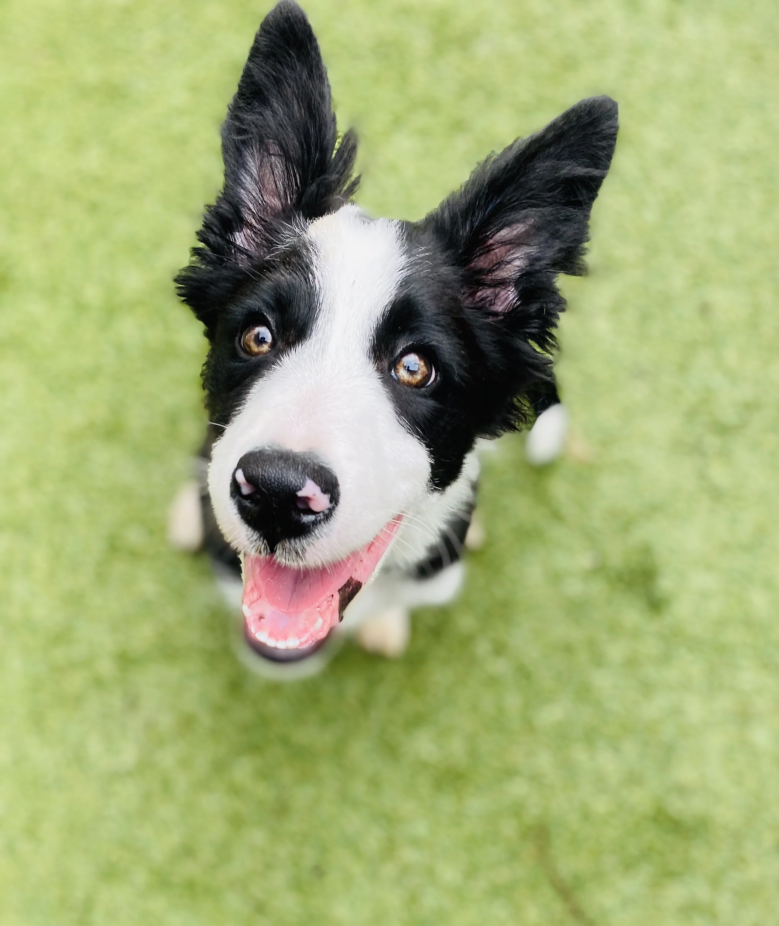 I got a puppy... why pets are great for kickstarting your fitness journey