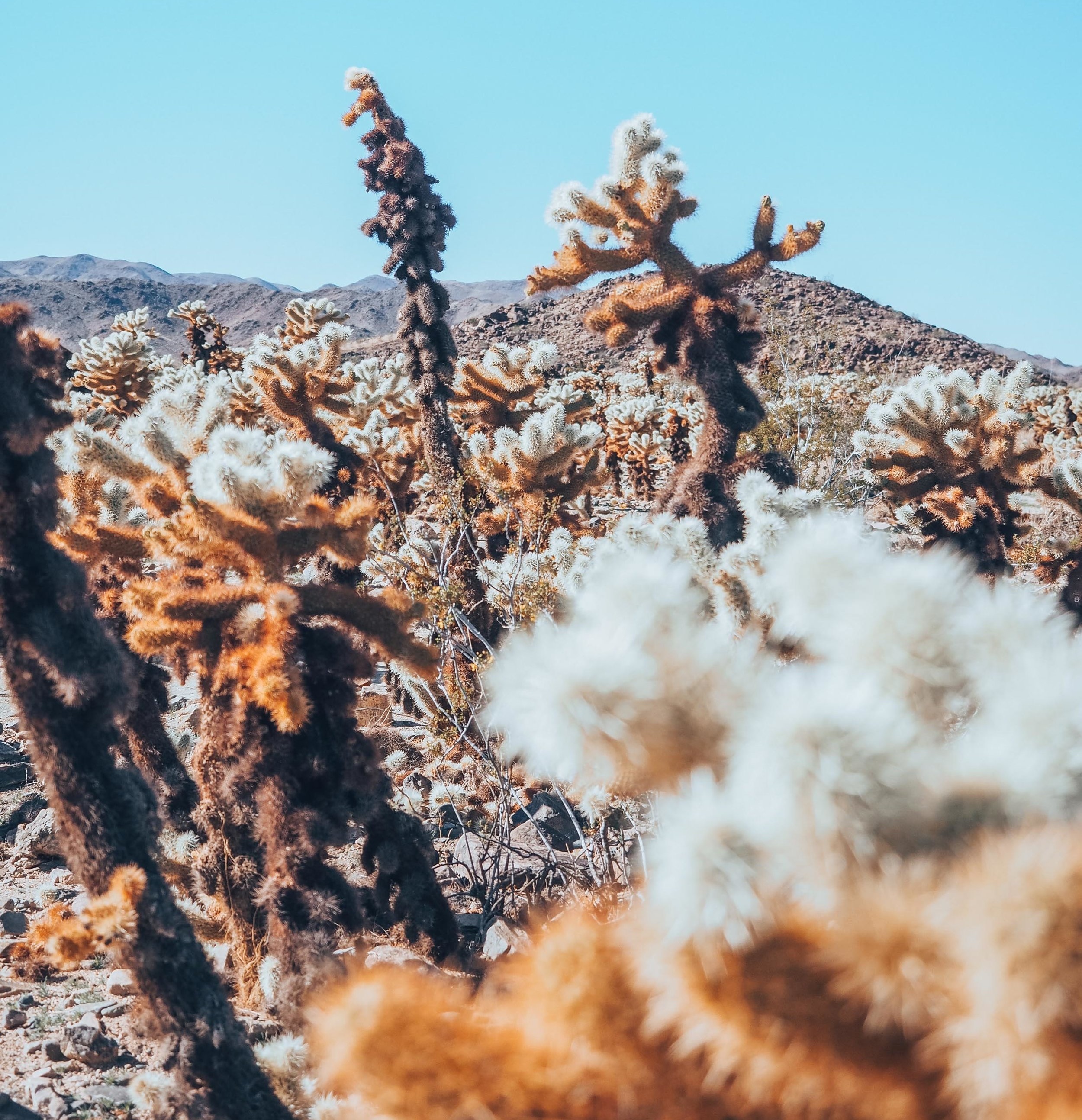 Joshua+Tree%3A+Forage+%26+Wander+forageandwander.jpg