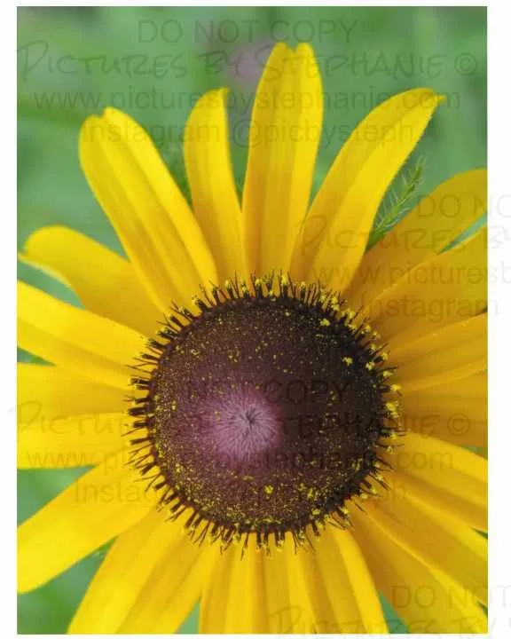 Black-eyed Susan-Yellow 1
