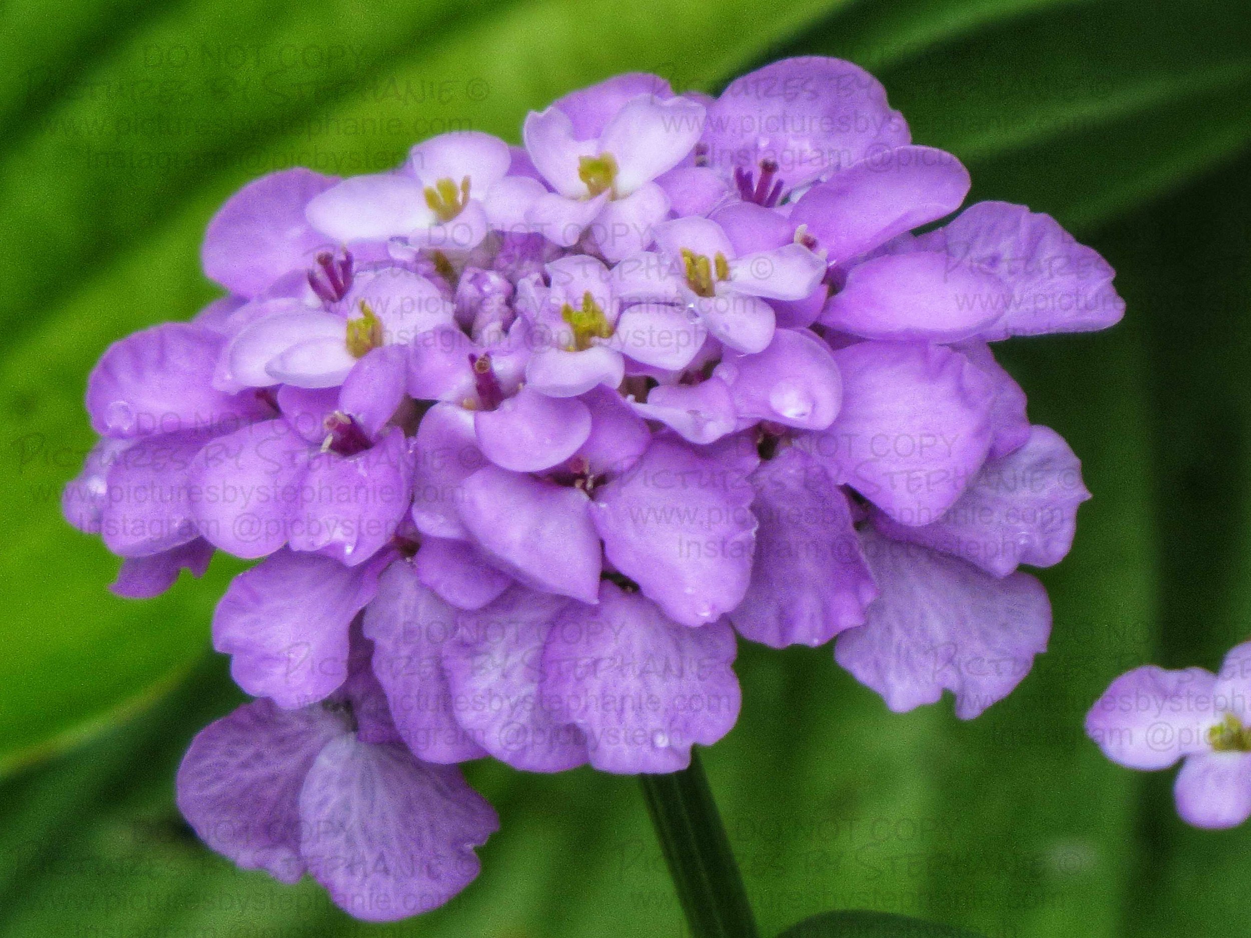 WM- Hydrangea Purple No 1 - July 11th 2020.jpg