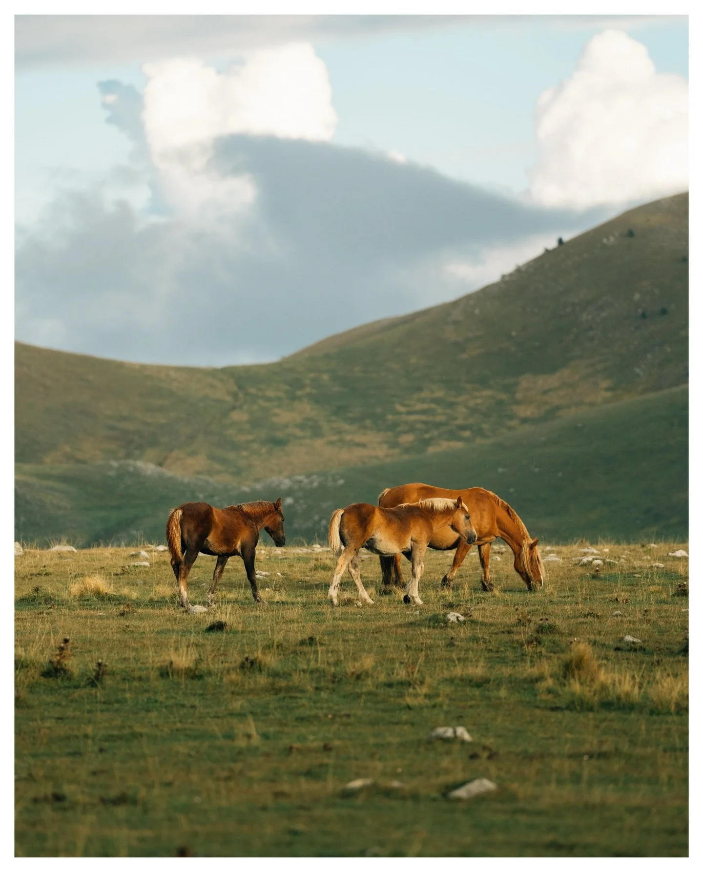 Wild &amp; Free 🐴⛰️
