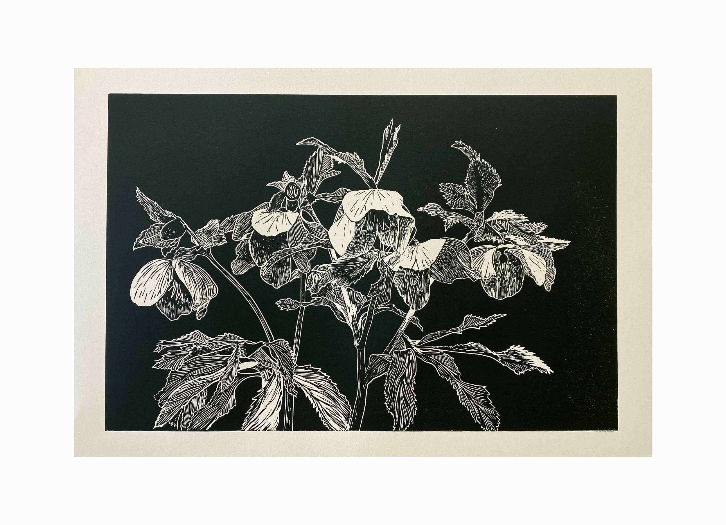 Hellebore relief print
