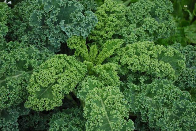 curly-kale-feature.jpg