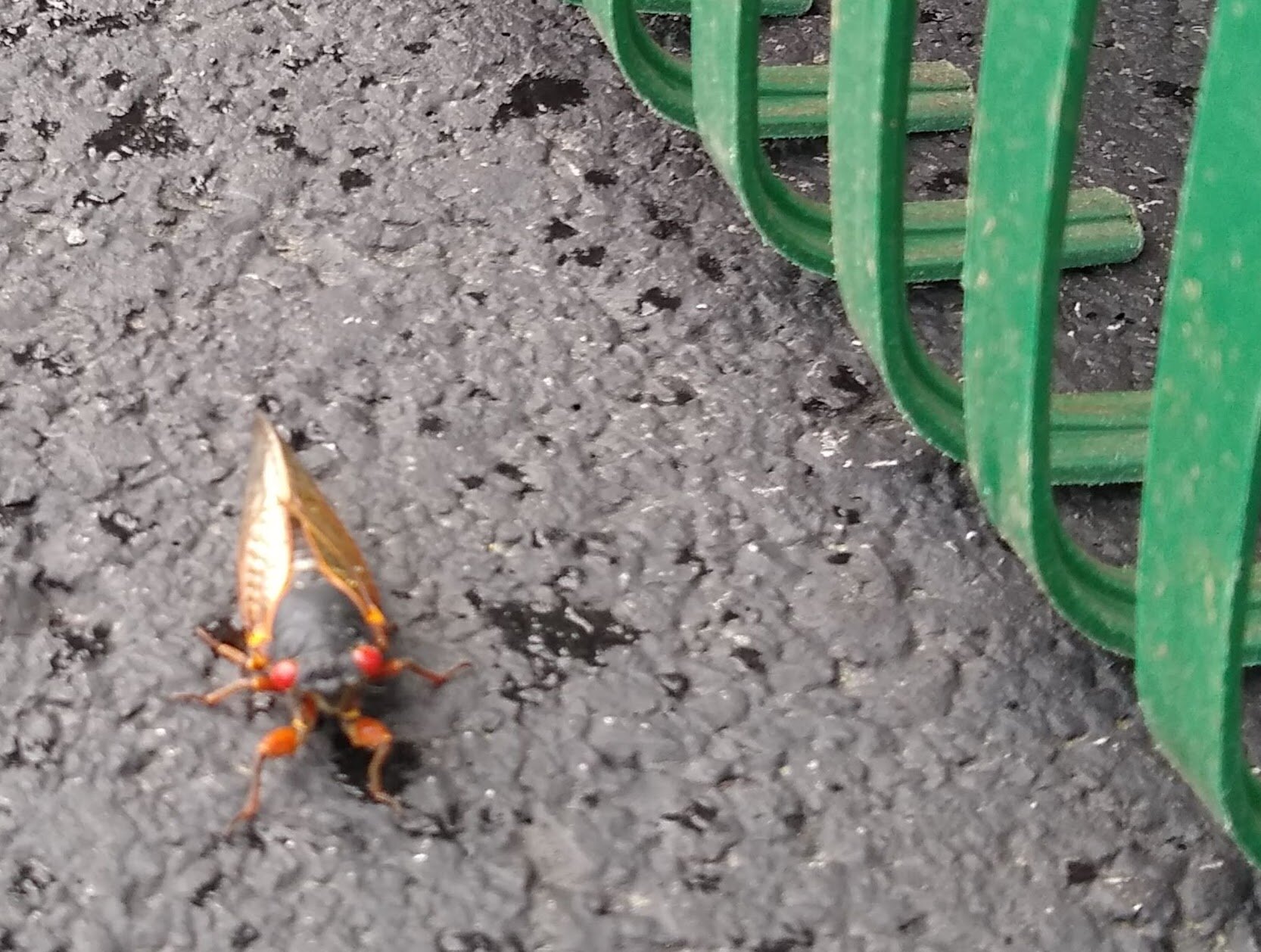 Buzz