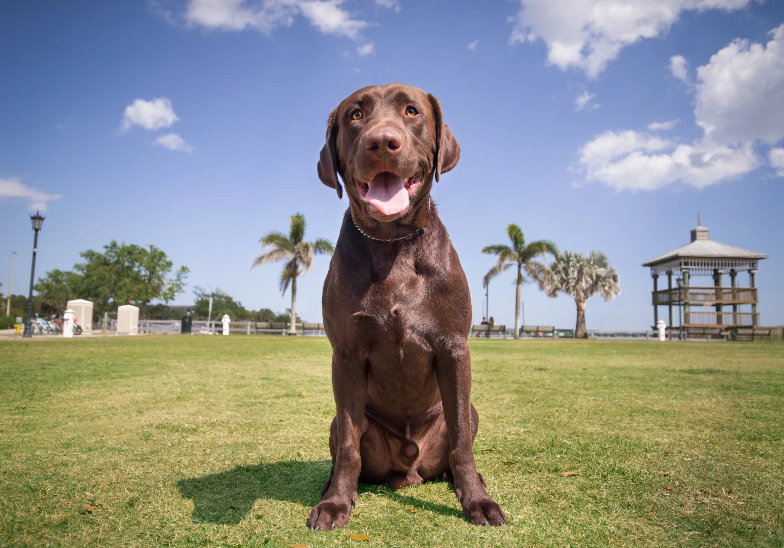 Hercules is an energetic 2-year-old lab who is still learning how to walk nicely on a leash, but will sit pretty and smile if treats are involved! He had a wonderful time visiting the Cocoa Village Riverfront area for the first time this Spring. There was plenty of sun, green grass, and beautiful scenery for him to enjoy!
