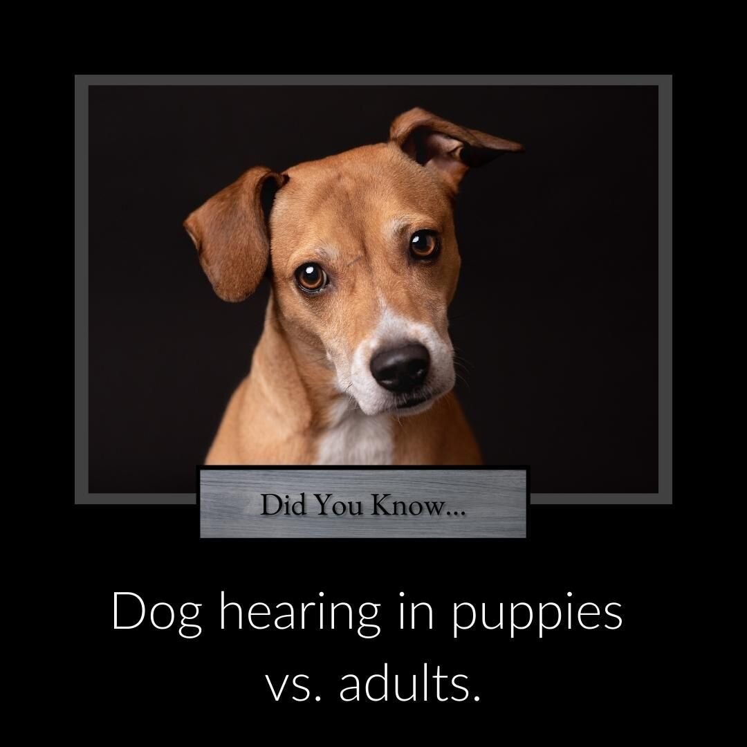 Krystal Hise Portrait Artist