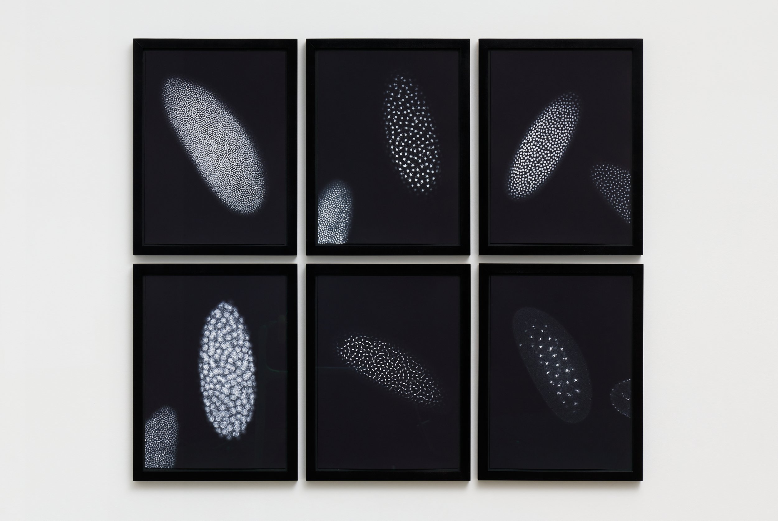  Catherine Wagner  Cell Wall , 1999 Cross Sections 6, Iris prints with Pinnacle Gold Ink, each floating on black rag board, in a black stained wood frame, matching set-backs, museum glass 21 1/2 x 28 in&nbsp; (54.6 x 71.1 cm) each 