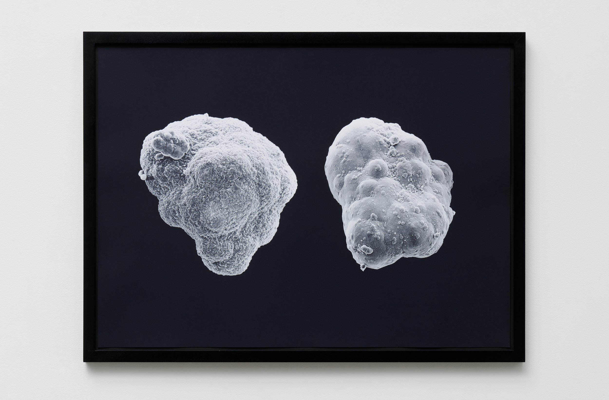  Catherine Wagner  Right Brain, Left Brain , 2000 Cross Sections Iris print, black wood frame with museum glass 32 x 44 in&nbsp; (81.3 x 111.8 cm) 