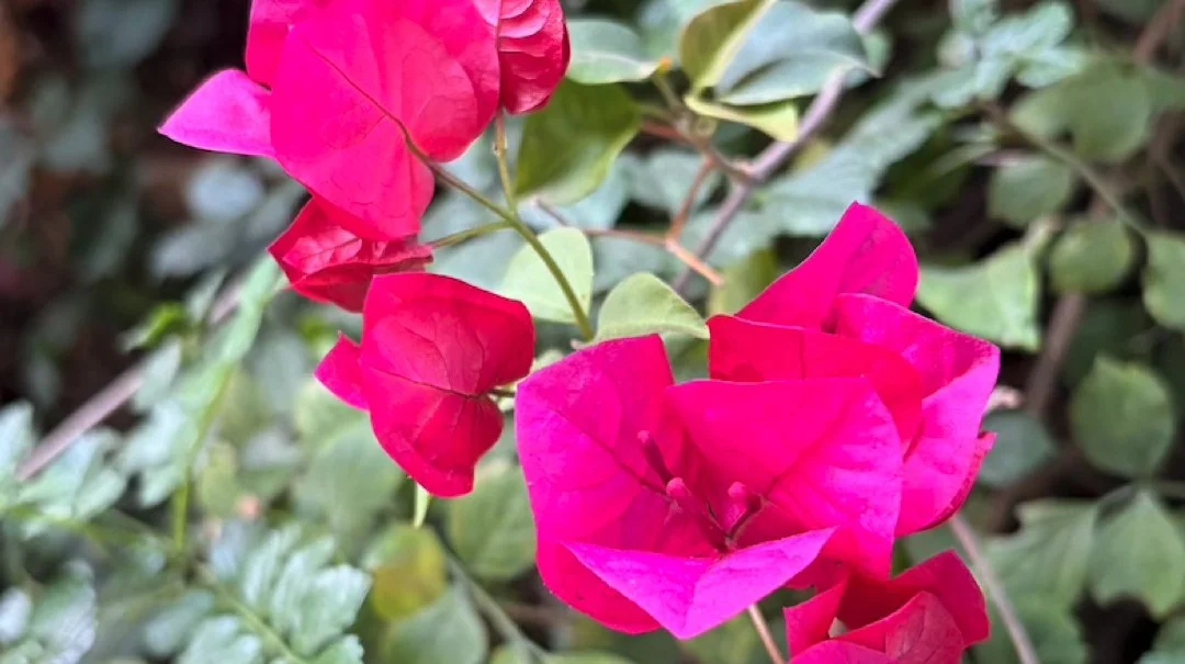 web pink flower.jpg